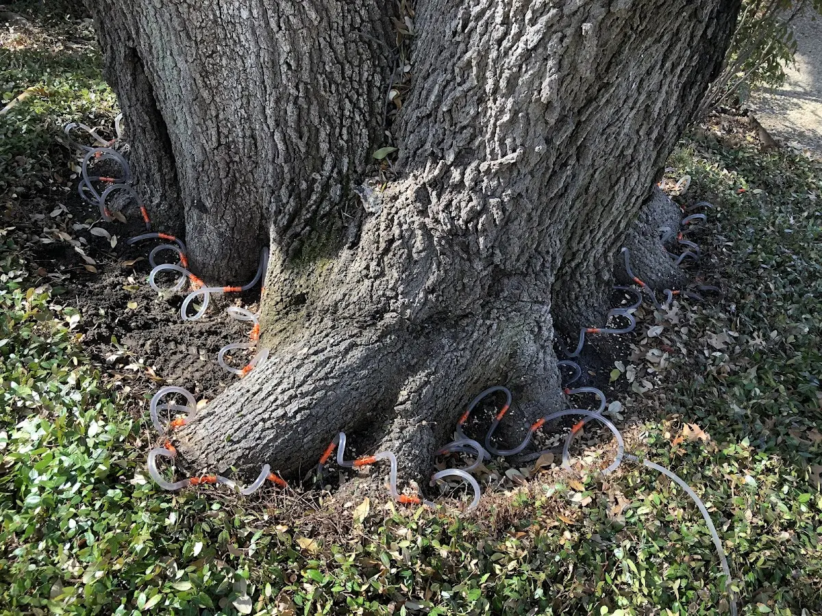 Detailed Tree Cabling and Bracing job site in Nisula