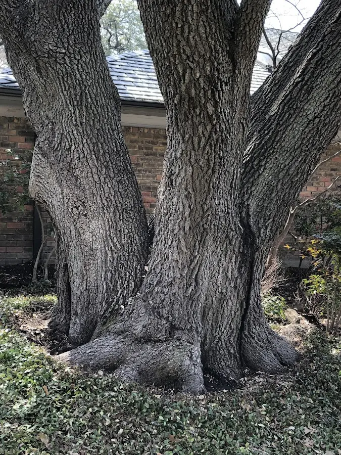 Mature heritage tree close to a Nisula property cared for by certified arborists